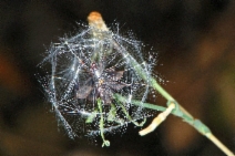 Lactuca virosa