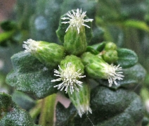 Baccharis pilularis