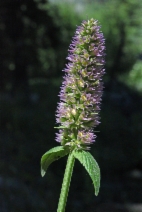 Agastache urticifolia