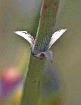 Ephedra californica