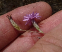 Lessingia hololeuca