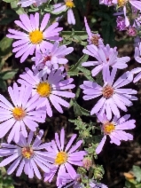 Symphyotrichum chilense