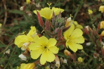 Oenothera elata ssp. hookeri