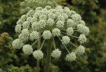 Angelica hendersonii