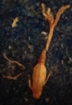 Eleocharis montevidensis