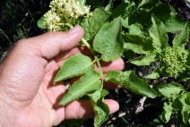 Sambucus racemosa