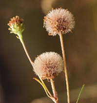 Aster spathulatus