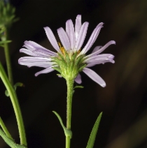 Aster spathulatus
