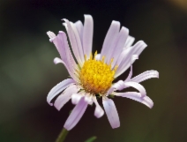 Aster spathulatus