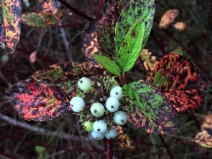 Cornus sericea ssp. sericea