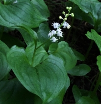 Maianthemum dilatatum