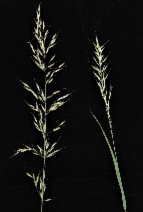 Arrhenatherum elatius