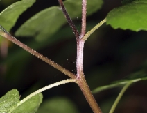 Venegasia carpesioides