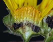 Venegasia carpesioides