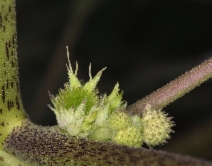Xanthium strumarium