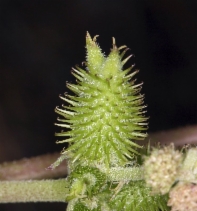 Xanthium strumarium