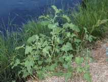 Xanthium strumarium