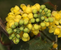 Berberis aquifolium