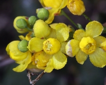 Berberis aquifolium var. aquifolium