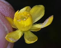 Berberis aquifolium