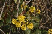 Berberis aquifolium var. aquifolium