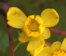 Berberis aquifolium var. repens
