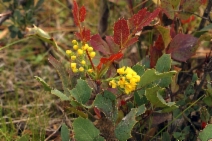 Berberis aquifolium var. repens
