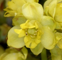Berberis nervosa