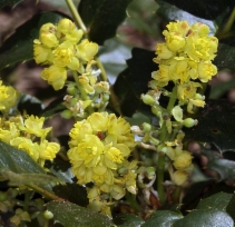 Berberis nervosa
