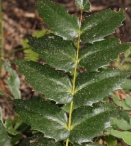 Berberis nervosa