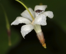 Vancouveria hexandra
