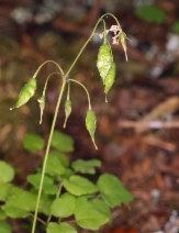 Vancouveria hexandra