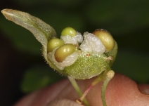 Vancouveria hexandra
