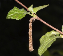 Corylus cornuta