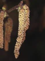 Corylus cornuta ssp. californica