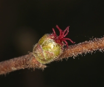 Corylus cornuta ssp. californica