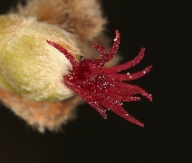 Corylus cornuta ssp. californica