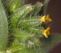 Amsinckia tessellata var. tessellata