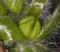 Amsinckia tessellata var. tessellata