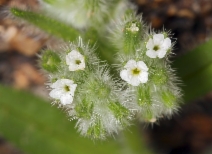 Cryptantha barbigera var. barbigera