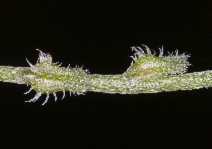 Cryptantha flaccida