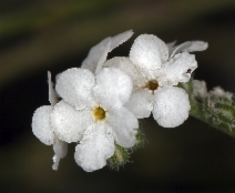 Cryptantha flaccida
