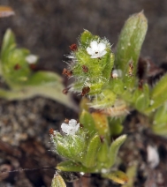 Cryptantha leiocarpa