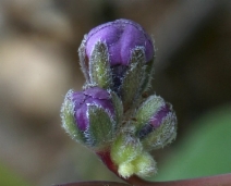 Adelinia grandis