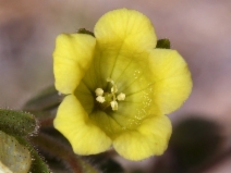 Emmenanthe penduliflora var. penduliflora