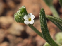 Pectocarya linearis ssp. ferocula