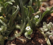 Pectocarya linearis ssp. ferocula