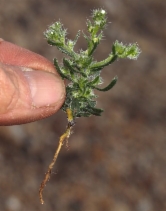 Pectocarya setosa