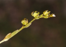 Plagiobothrys acanthocarpus