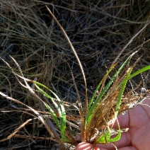Juncus phaeocephalus var. paniculatus